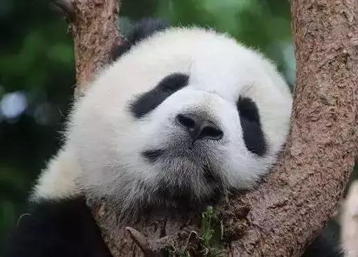 为什么电竞比赛十分重要,为什么电竞选手不能吃牛肉面