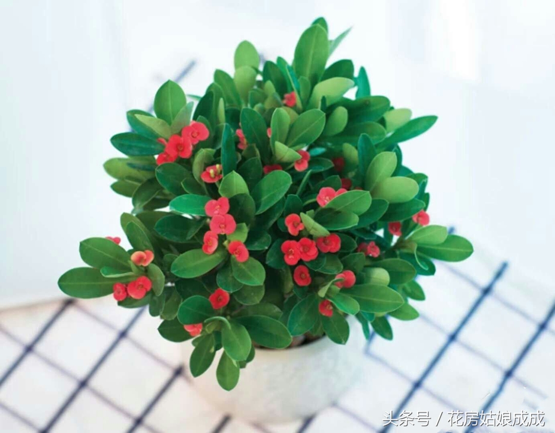 养花秘诀书籍,养花秘籍常换常新