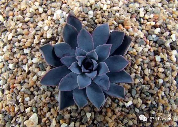 自然界中仅有的八种黑色的花,23种黑色花图片