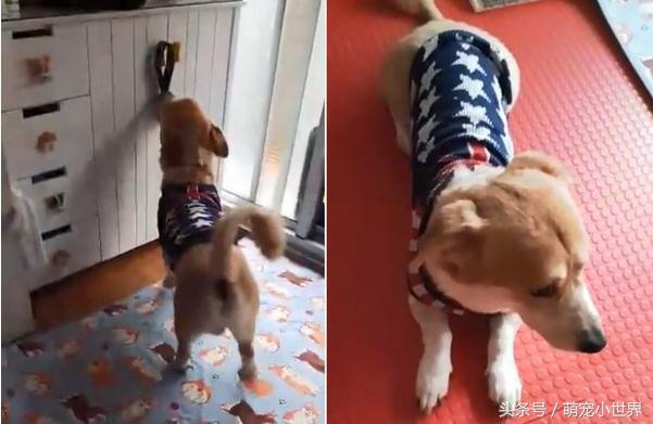 又乱咬的米克斯主动叼家法给妈妈，趴平翘屁等用刑：不要太用力