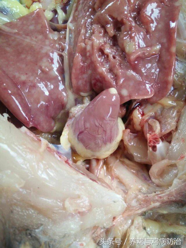 养鸡常见病顺口溜,高温高湿天养鸡常见病