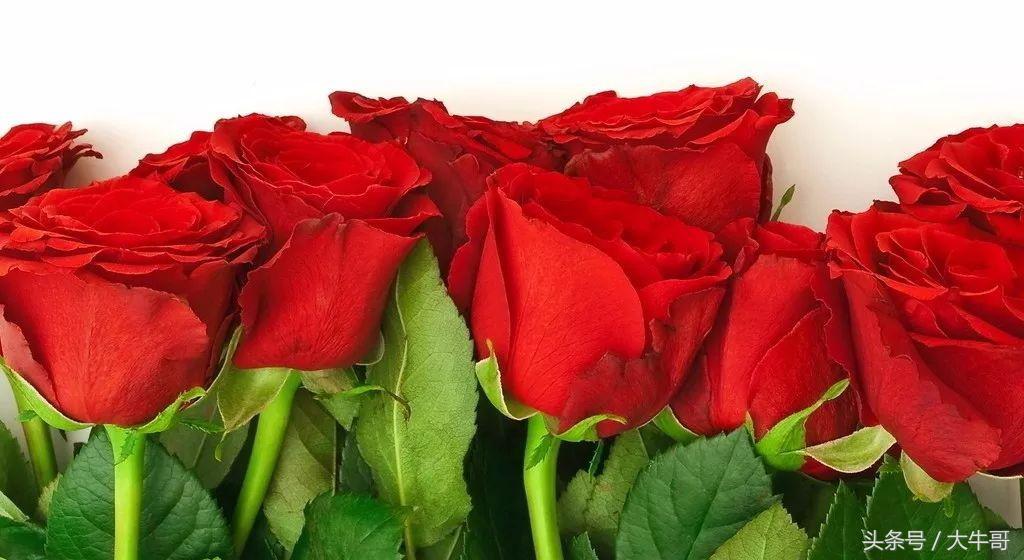 8朵玫瑰花代表什么花语和含义,七种玫瑰花的含义代表什么