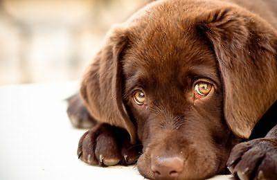 如果发生这3种情况，你的狗子可能不得不被安乐死，你能接受么？