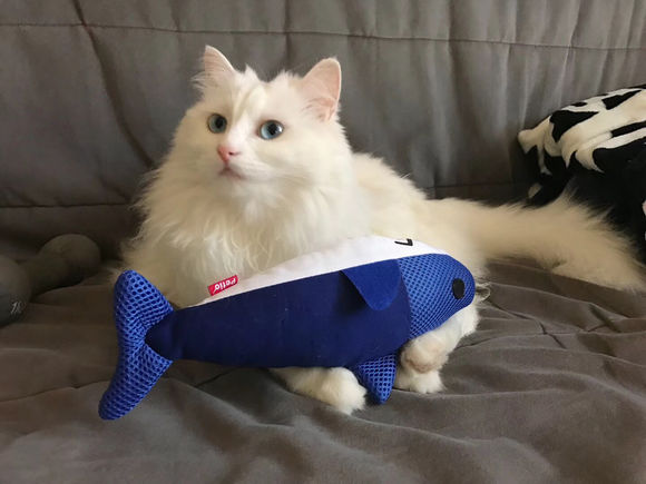 猫奴晒出自家田园猫经常乱叫，网友：这颜值，不说还以为是金吉拉