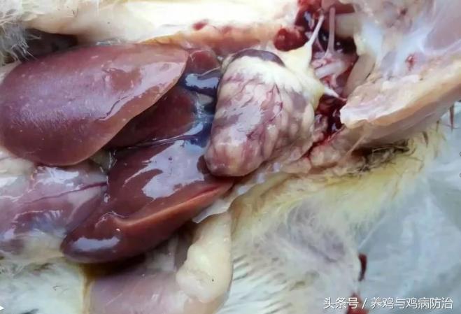 养鸡常见病顺口溜,高温高湿天养鸡常见病