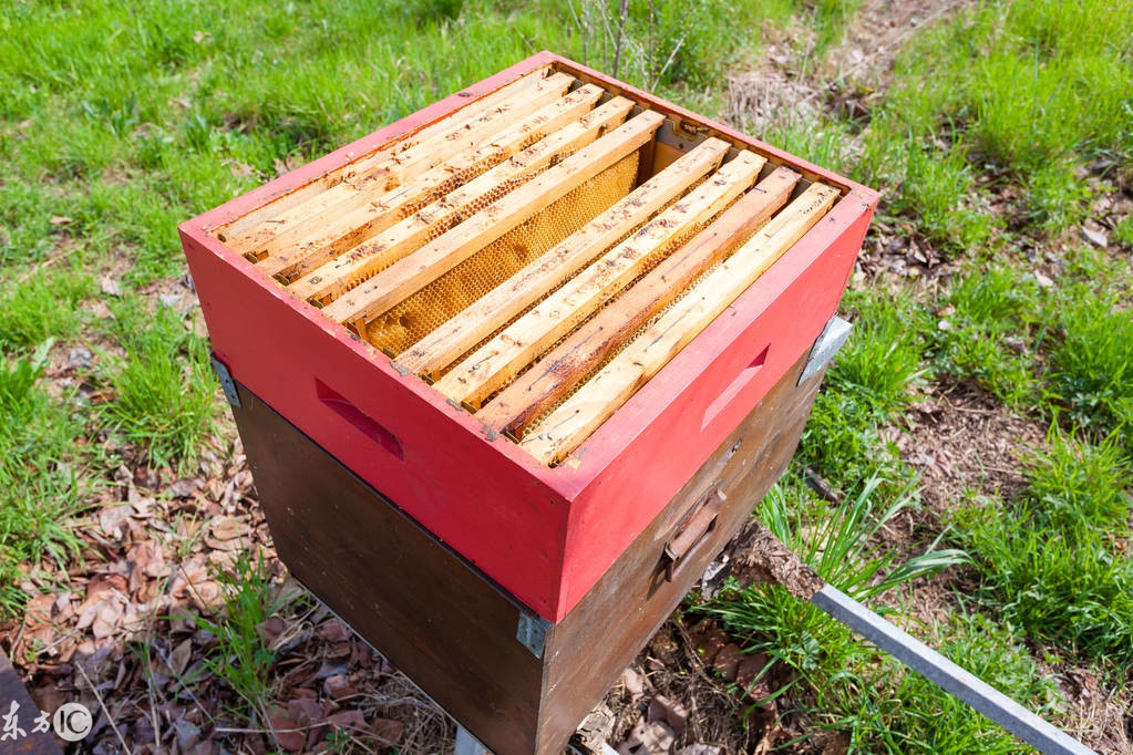 养蜂如何防止蜜蜂死亡,蜜蜂养殖技术养蜂常识