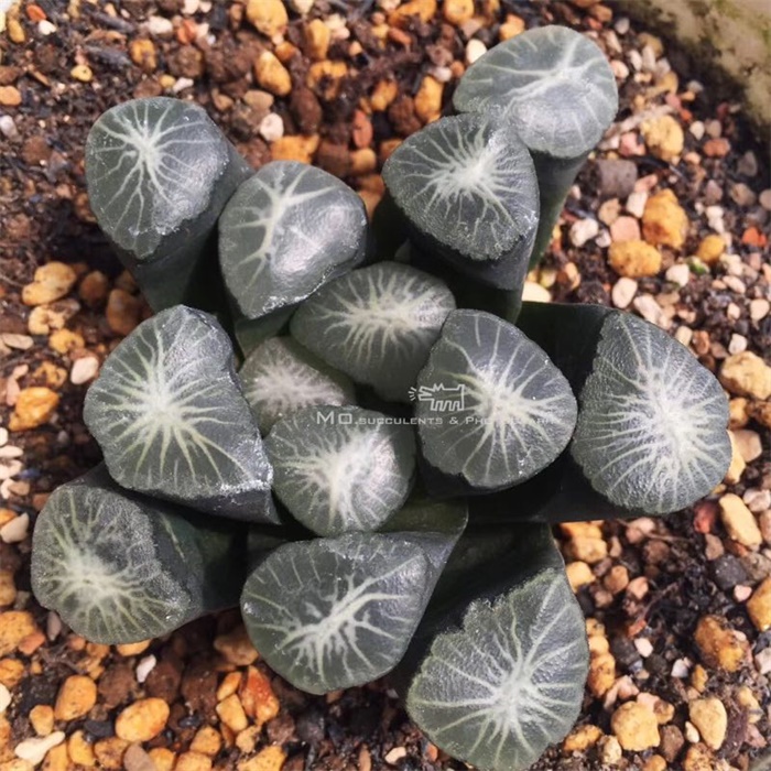 多肉水泡海豹老桩状态,库伯与海豹的区别