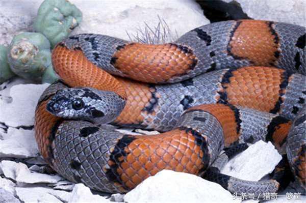 为何动物要自相残杀才能生存,五种会被自己杀死的动物