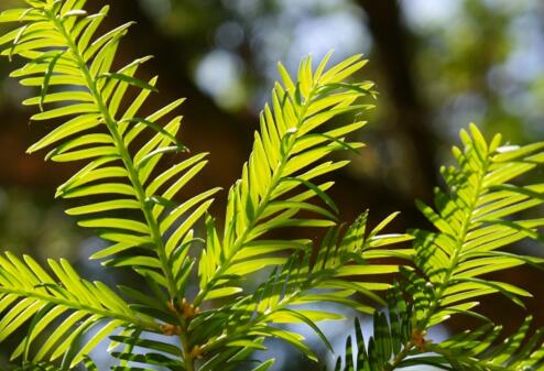 红豆杉盆景现在的行情,红豆杉盆景修剪的正确方法