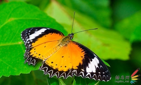 微距摄影大师总结的十个技巧,令人惊叹的微距摄影的5个技巧