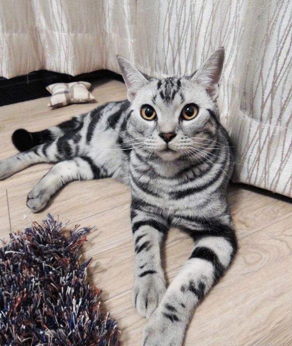 喵星人的3种类型,喵星人类型对照表