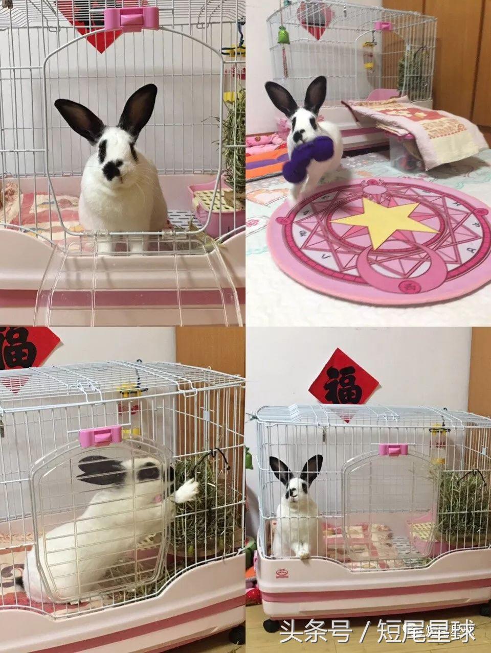 兔笼子哪一款最好,兔兔适合什么兔笼