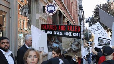 海外鹅与国内鹅,到底是加拿大鹅还是中国鹅