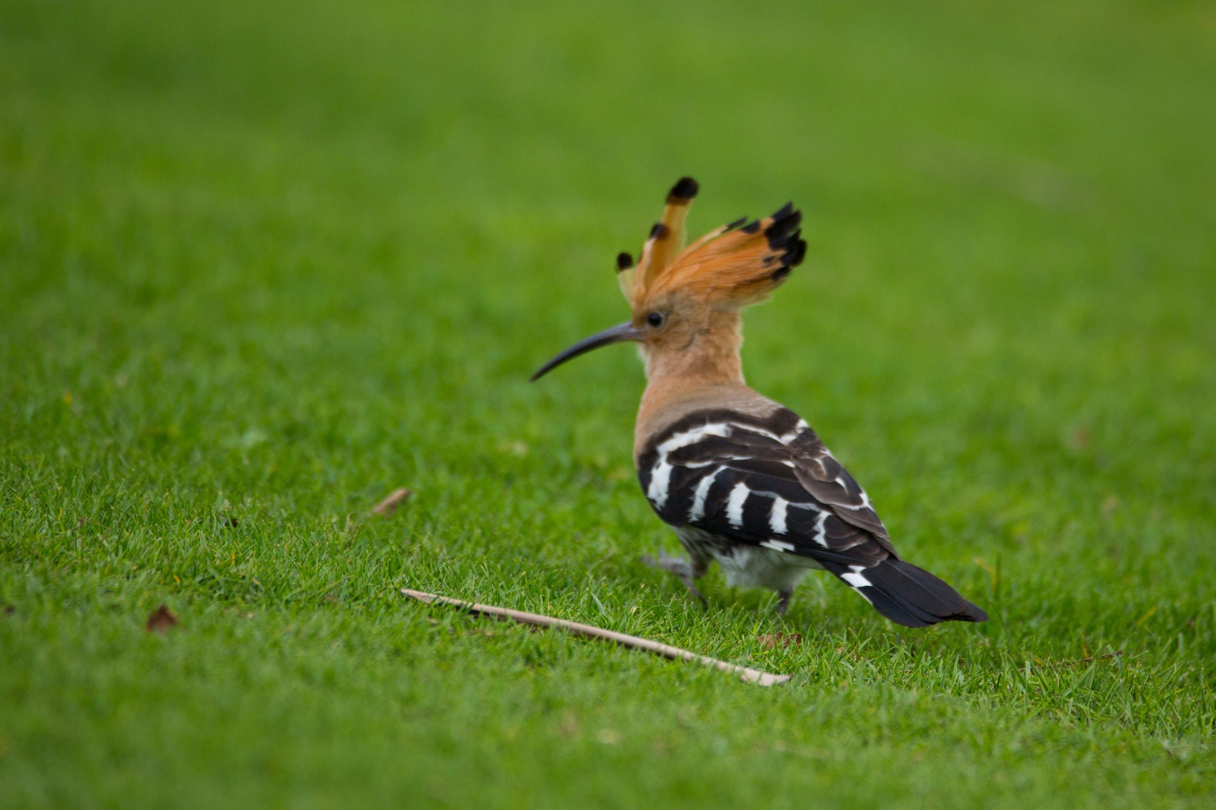 神州半岛高尔夫球场攻略,风景最美的高尔夫球场