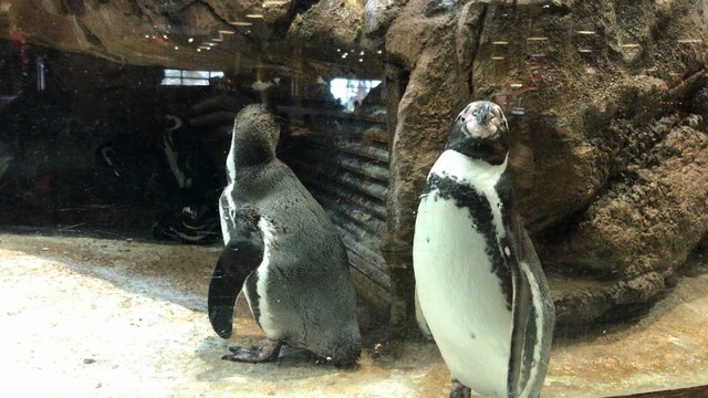 两天一晚珠海长隆旅游攻略,珠海长隆旅行一日游需要准备什么