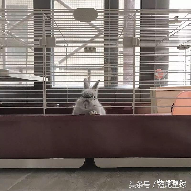 兔笼子哪一款最好,兔兔适合什么兔笼