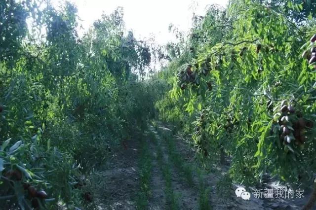 面积是全国最大县，农民收入直逼上海，说的就是*疆新**这个县