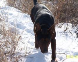优秀品种德牧幼犬,国产顶级大型莱州红犬