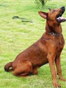 优秀品种德牧幼犬,国产顶级大型莱州红犬