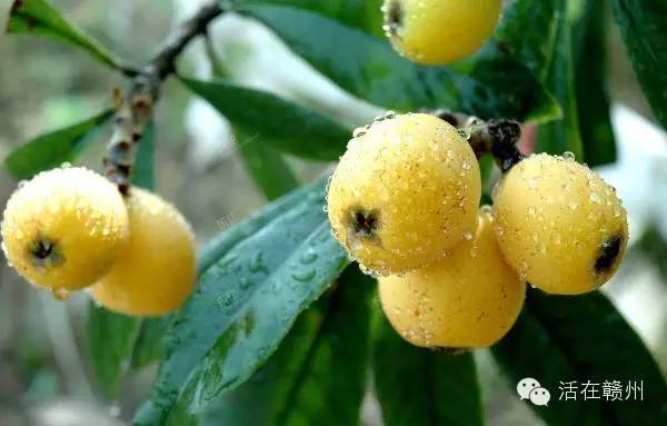 摇啊摇，摇啊摇，摇不到童年的桥，这些美食你还记得吗？