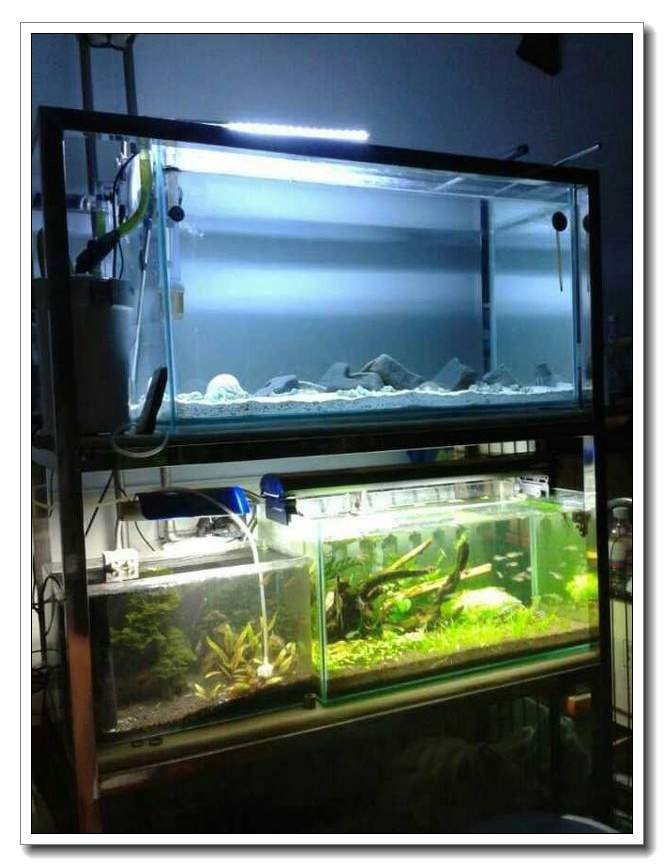 社区精华有鱼成长之路