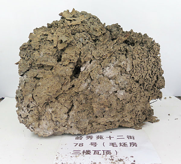 专业的防治白蚁专家,专业防治白蚁用什么药