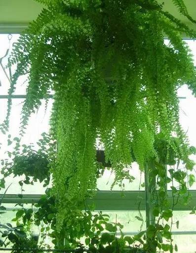 甲醛涨知识,甲醛中毒怎么去除最有效