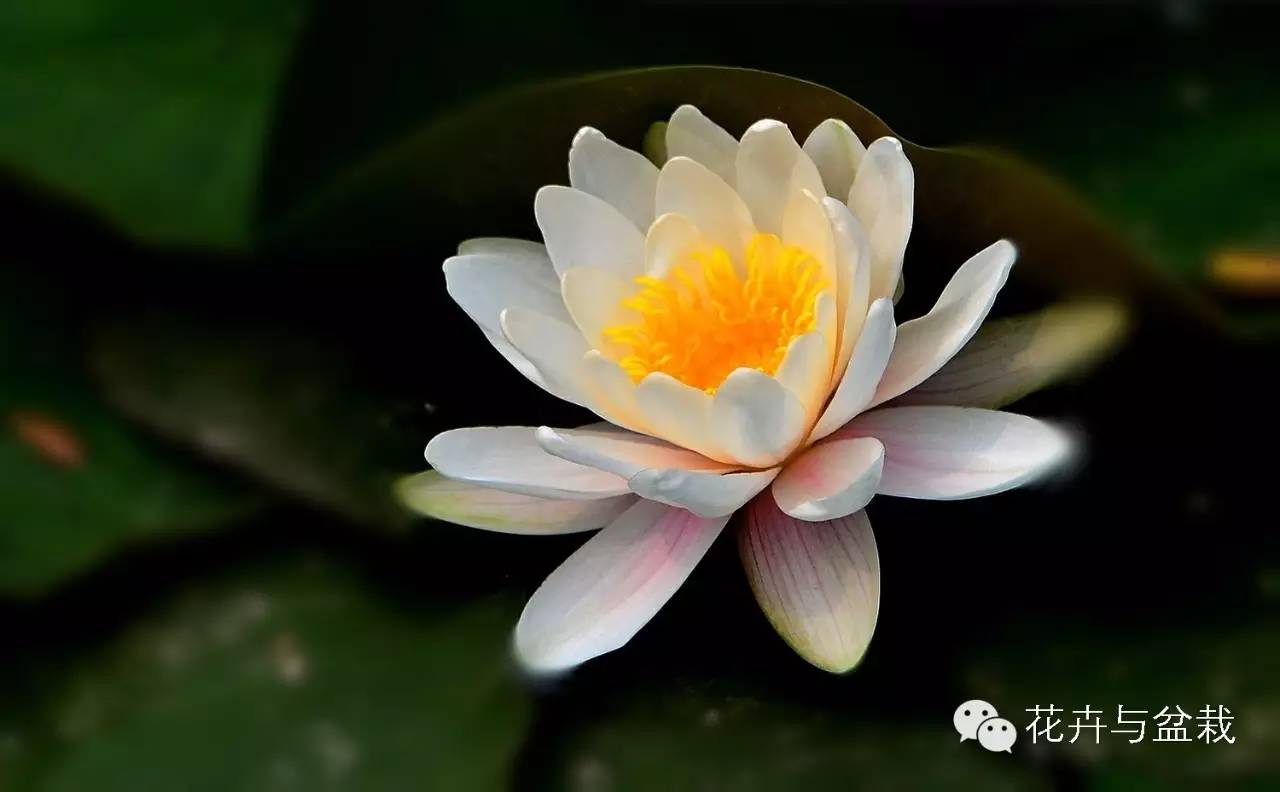 睡莲荷花碗莲水培植物,睡莲荷花的养殖方法和技巧