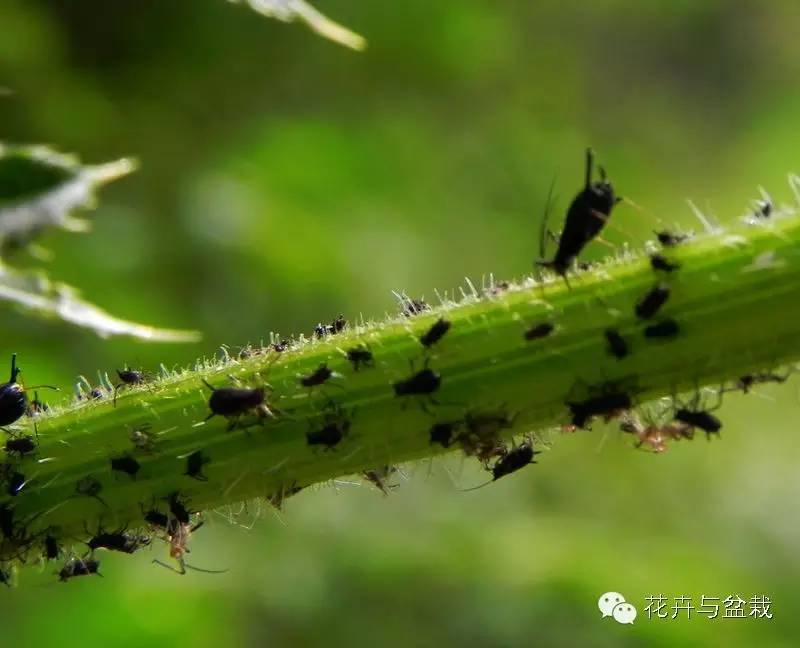 买回的荷花怎样栽培,荷花种子怎么养全过程