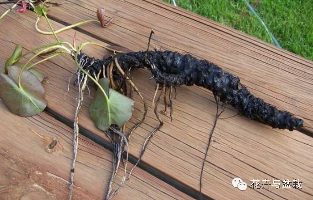 碗莲睡莲荷花种子区别,碗莲荷花睡莲图片