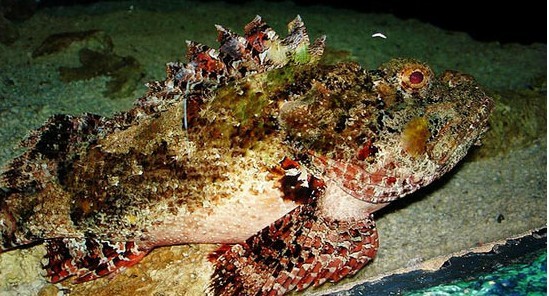 海钓最怕遇到的事,海钓毒物