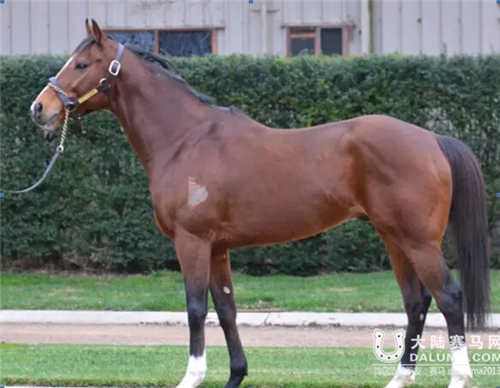 恒信马业百万公马比赛,大陆赛马