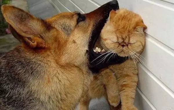 夹猫脖领,夹猫脖子视频