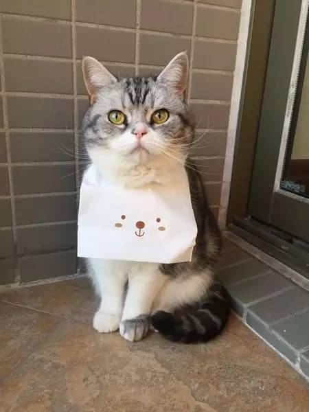 如小果专访：菲比和她家的肉丝！