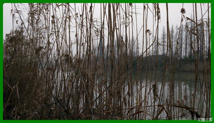 大鲫鱼大鱼,大鲫鱼大鲤鱼