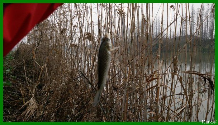 大鲫鱼大鱼,大鲫鱼大鲤鱼