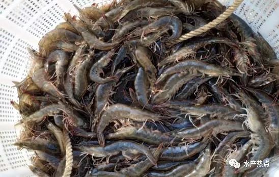 流水槽新型水产养殖模式,新型池塘循环水产养殖