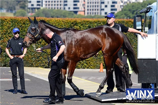 最佳骑师布文被停赛!“云丝仙子”练马师华礼纳电话被打爆