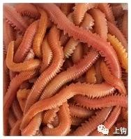 海钓矶钓新手的入门教程,海钓矶钓技巧教学解说