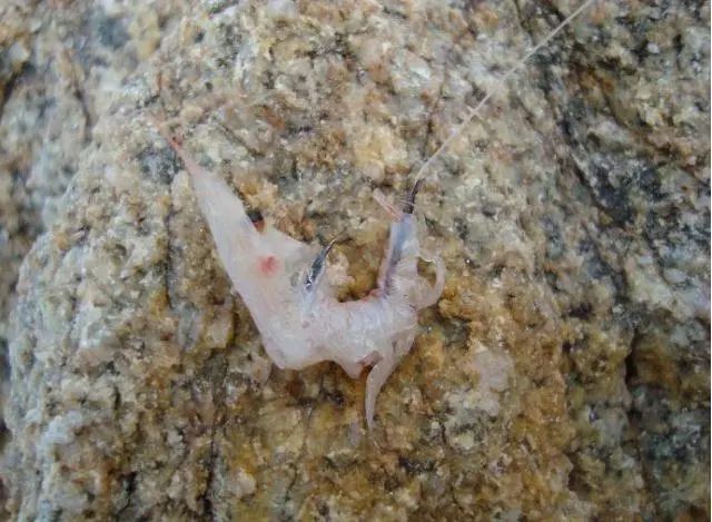 海钓矶钓新手的入门教程,海钓矶钓技巧教学解说