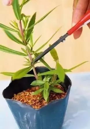 这么给花修剪，让它的株型更漂亮