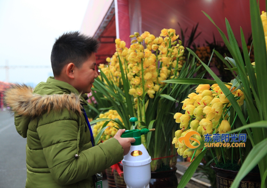 武汉迎春花市新品种,一年一度的迎春花市即将闪亮登场