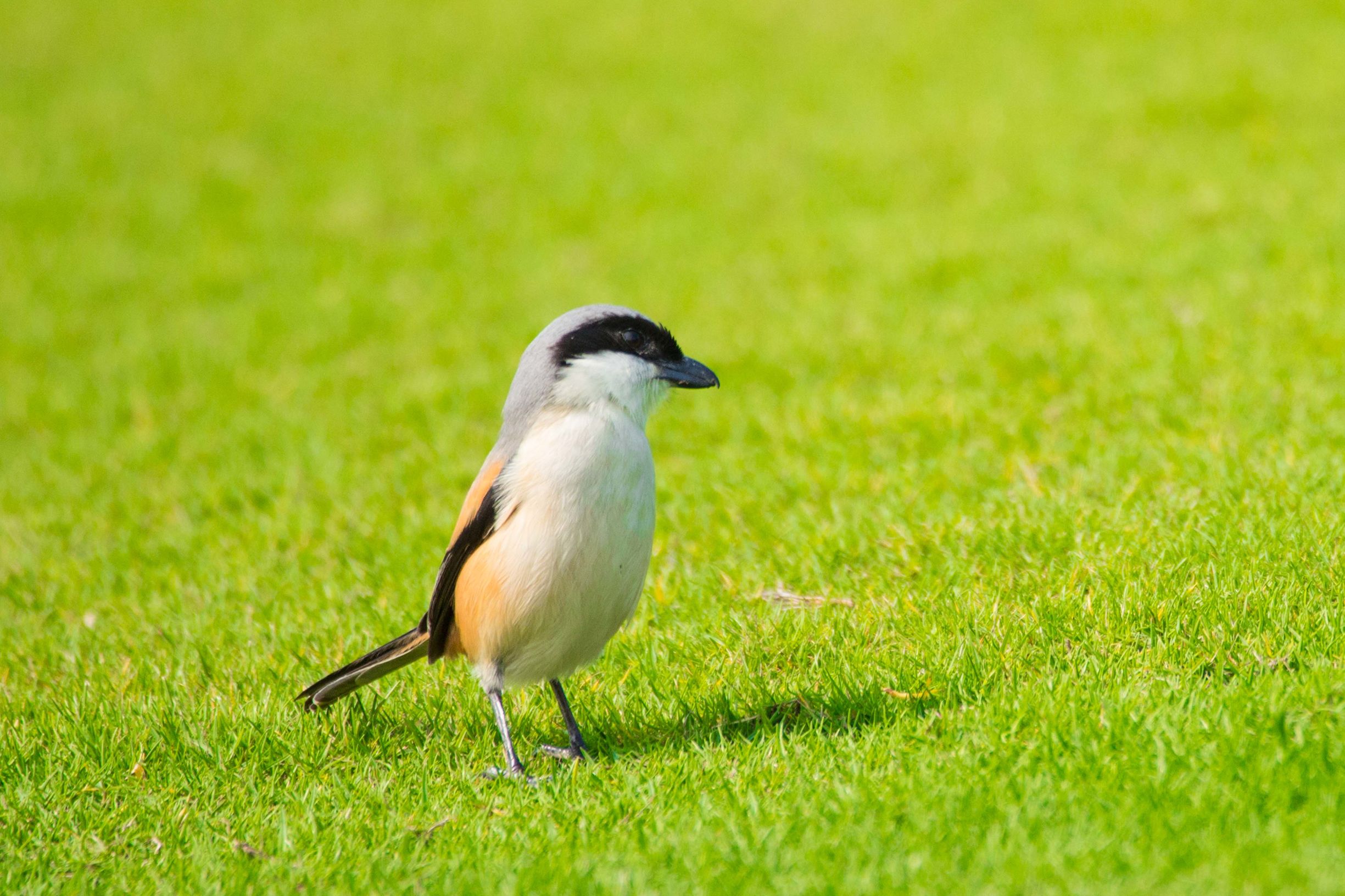神州半岛高尔夫球场攻略,风景最美的高尔夫球场