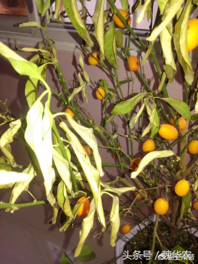 冬天橘子树叶黄了怎么补救,盆栽橘子树叶子发黄枯萎怎么办