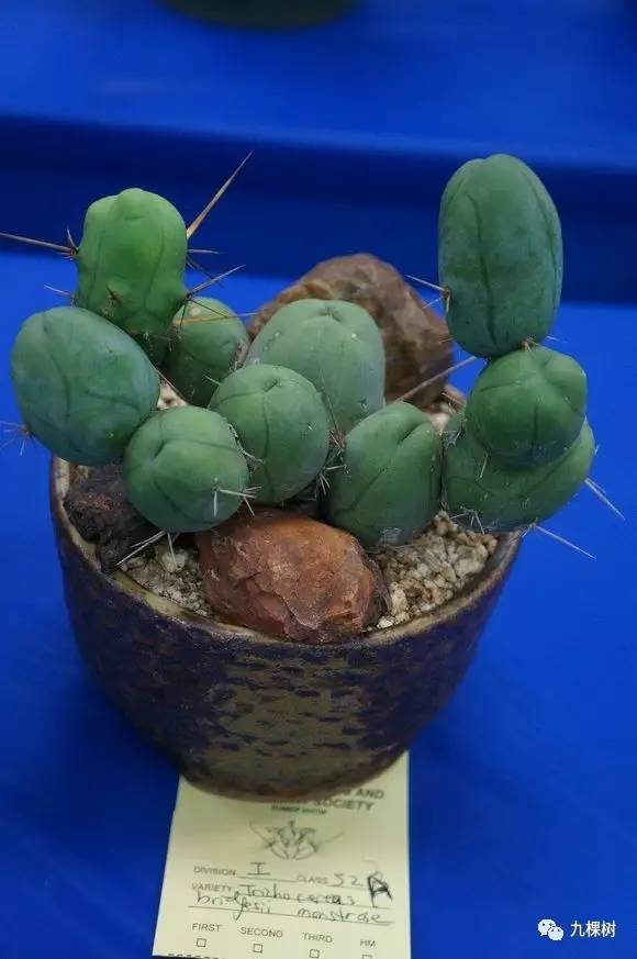 多肉万象最贵的品种,玉露多肉最贵多少钱一棵