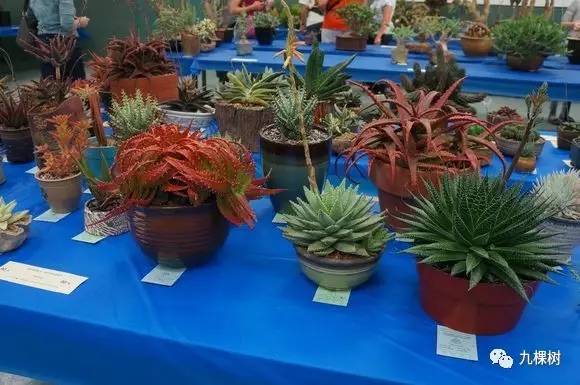 十大最贵玉露多肉品种,多肉最贵的品种有哪些