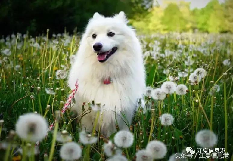 「江夏人写江夏」狗年说狗