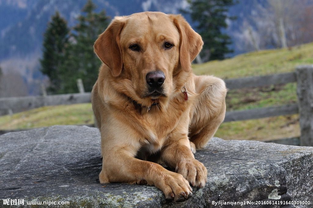 金毛是最忠诚的犬吗,十大无攻击性犬金毛