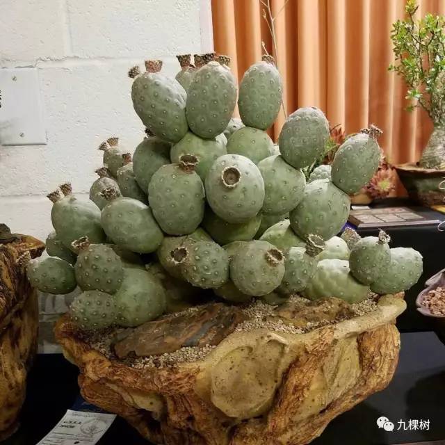 十大最贵玉露多肉品种,多肉最贵的品种有哪些