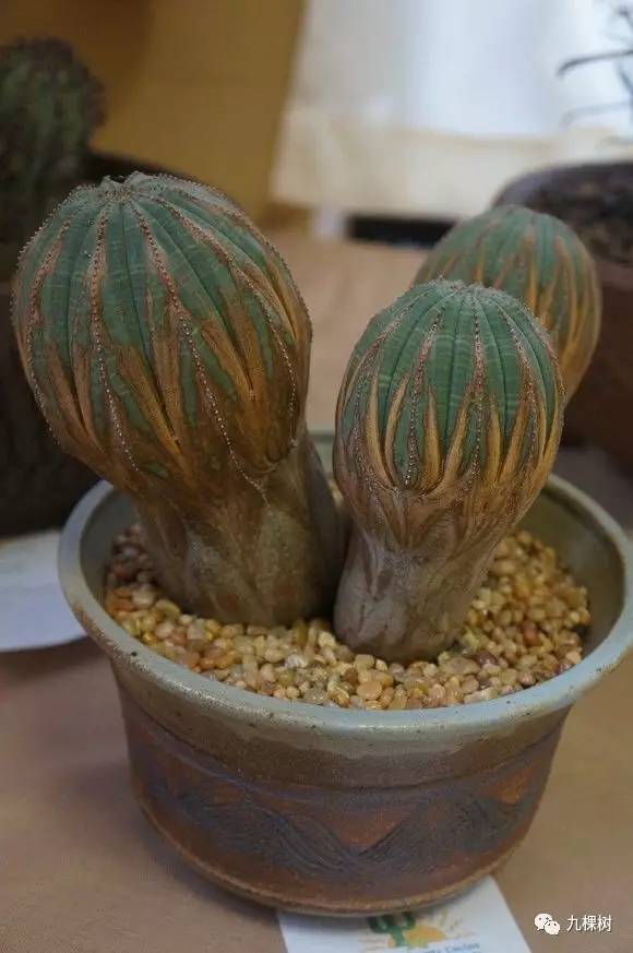 多肉万象最贵的品种,玉露多肉最贵多少钱一棵